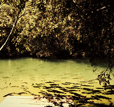 Águas cristalinas do balneário municipal de Bonito