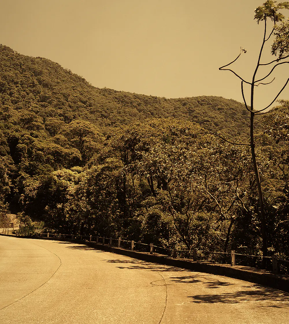 Estrada sinuosa entre a mata na Serra do Mar